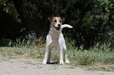 PARSON RUSSEL TERRIER 089